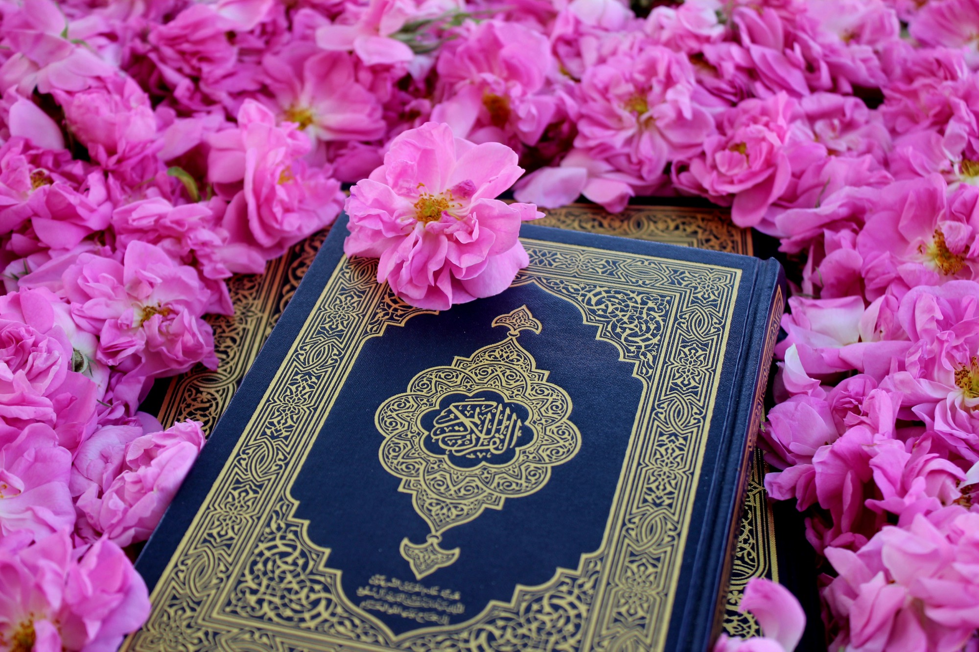 A navy and gold mushaf lying closed on a bed of pink roses